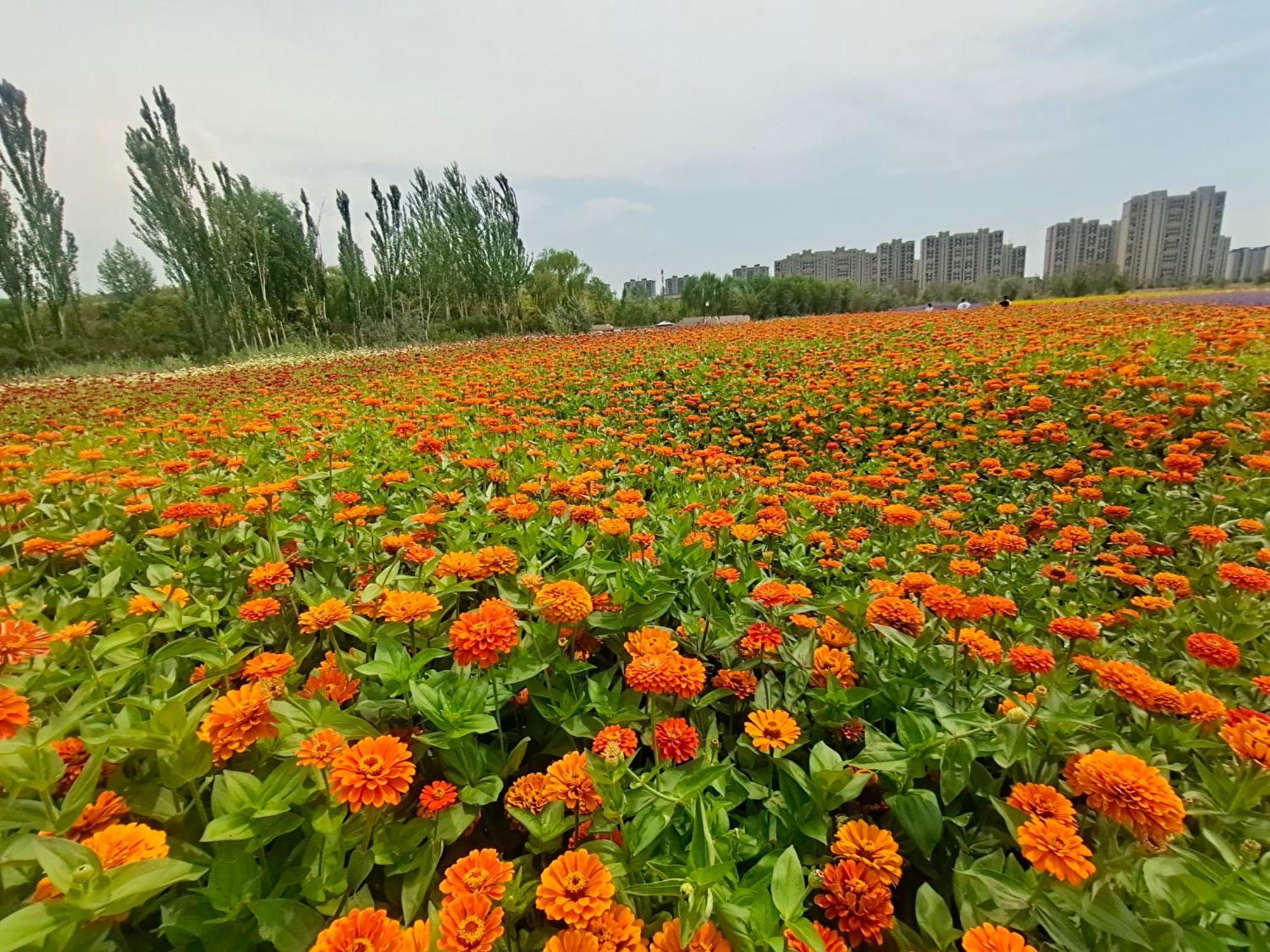Primus Hotel Yinchuan Zewnętrze zdjęcie
